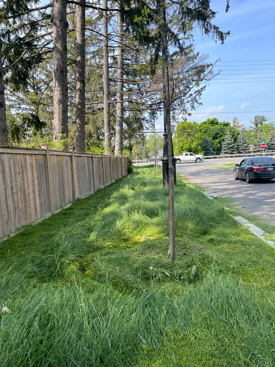 Overgrown roadside before cleanup in Vaughan