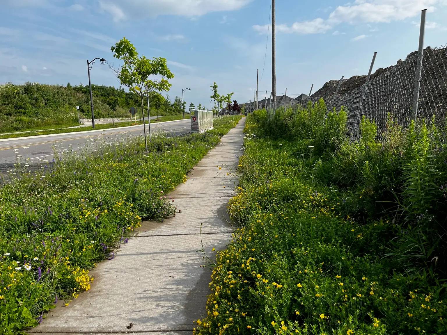 Overgrown sidewalk before cleanup in Vaughan