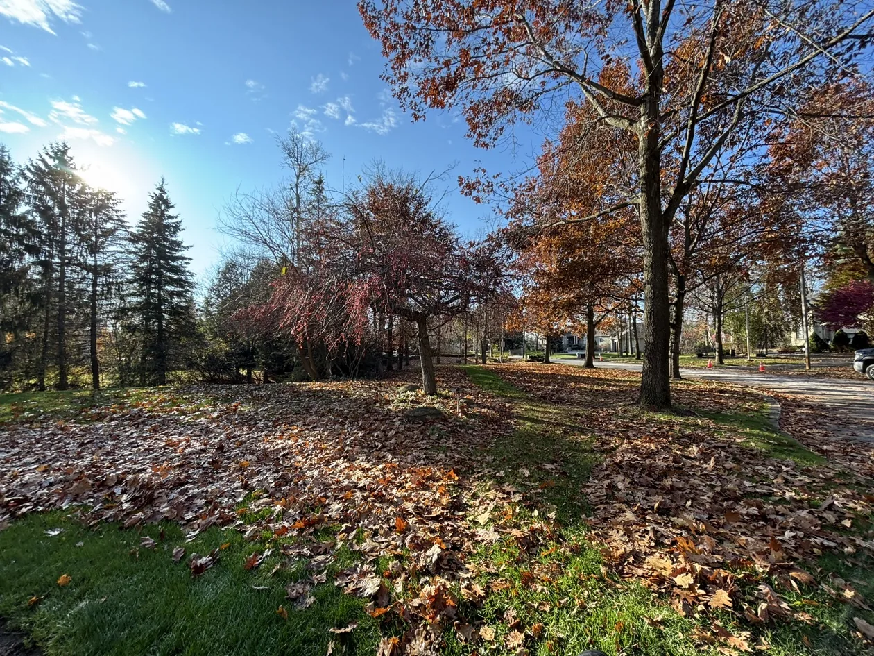 Autumn leaves covering a lawn before cleanup