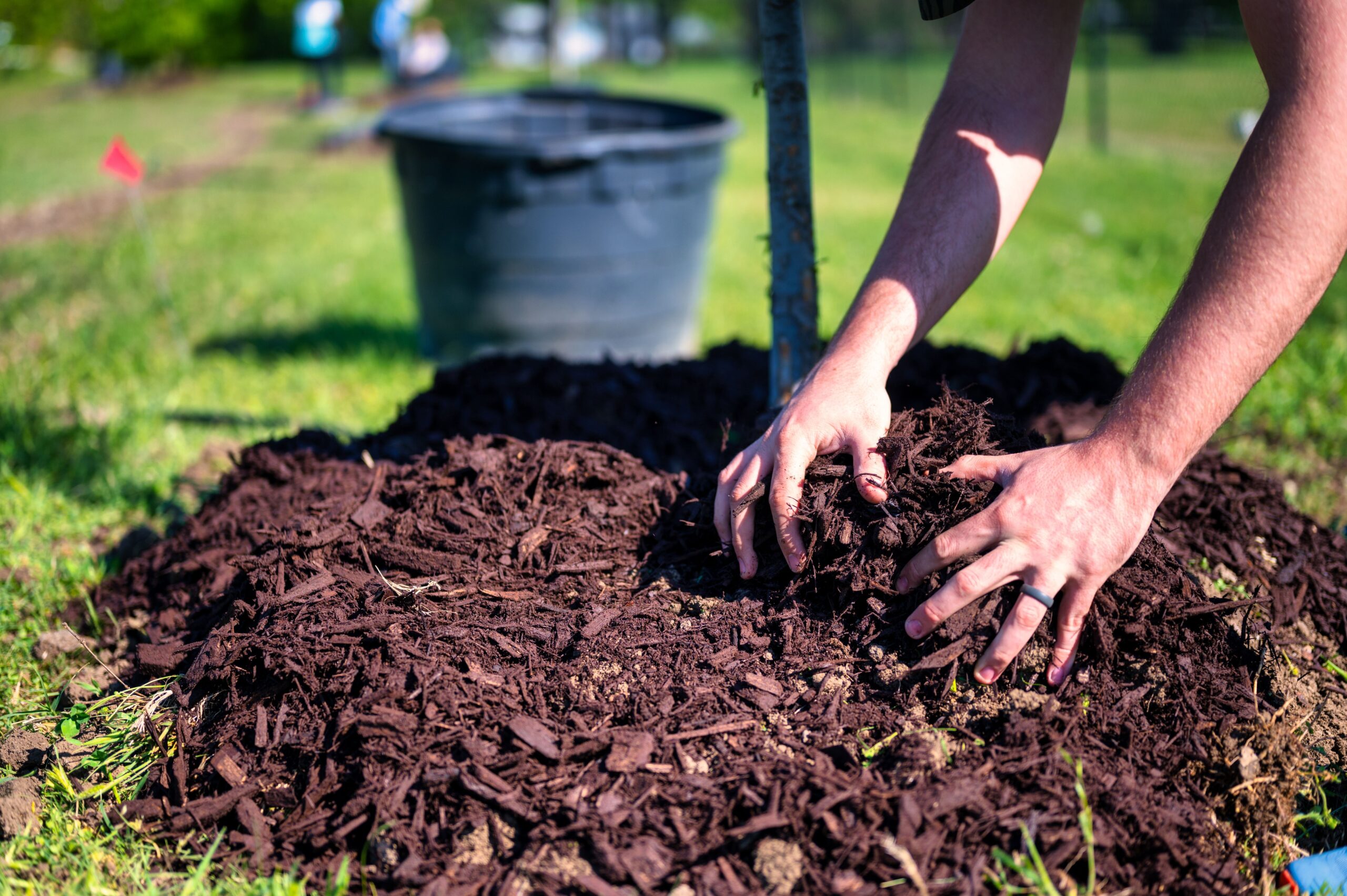 Mulch being installed around a tree