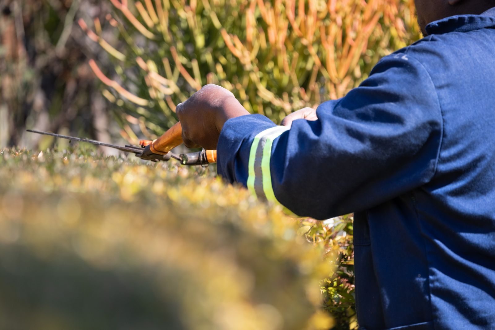 Hedge trimming during property maintenance